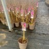 Syringa 'Parfum de Nature' - Sirel 'Parfum de Nature' tüvevorm C3/3L